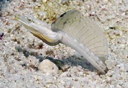 This little Yellowface Pikeblenny wasn't too shy about po... by Jim Chambers 